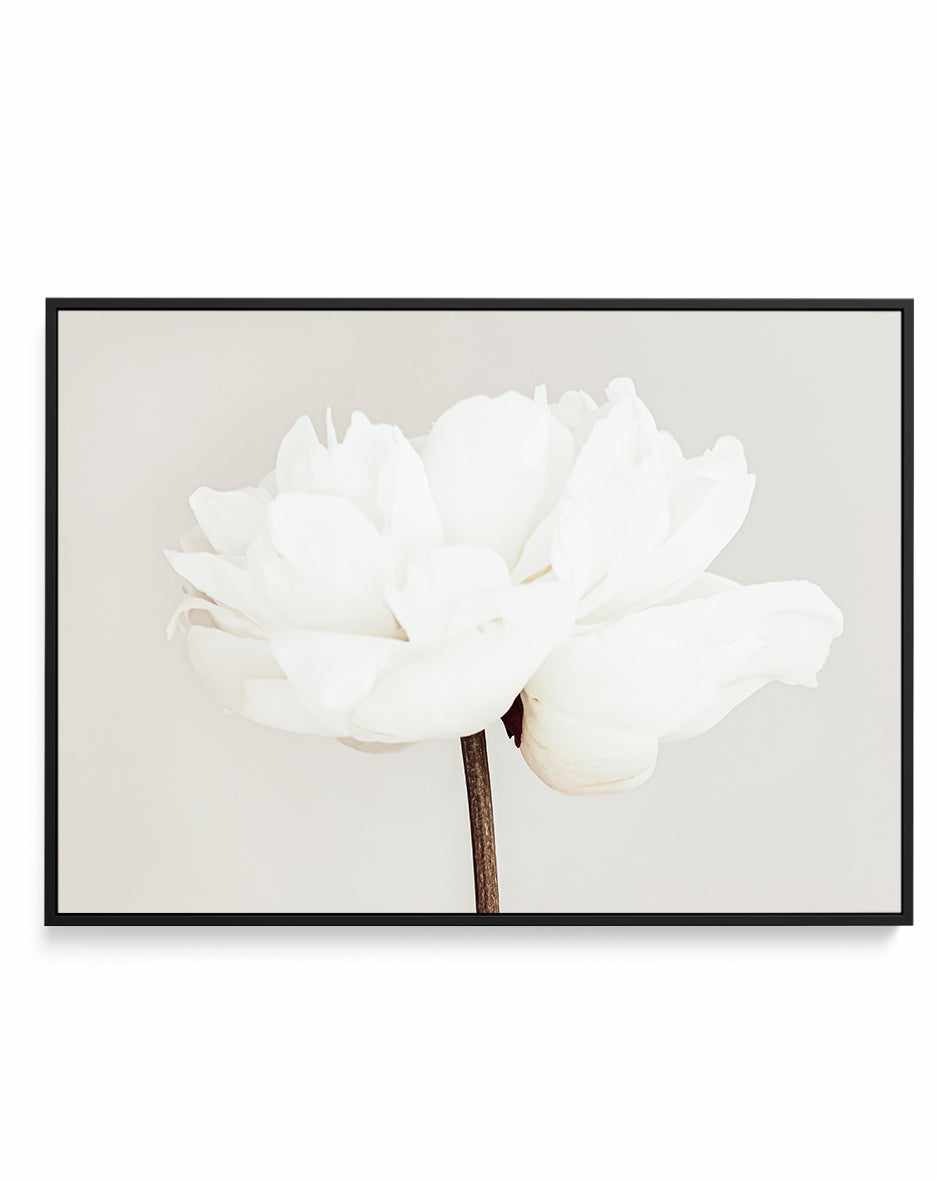 Peony XI By Studio III | Framed Canvas Art Print from Olive et Oriel where you can shop wallpaper and artworks online