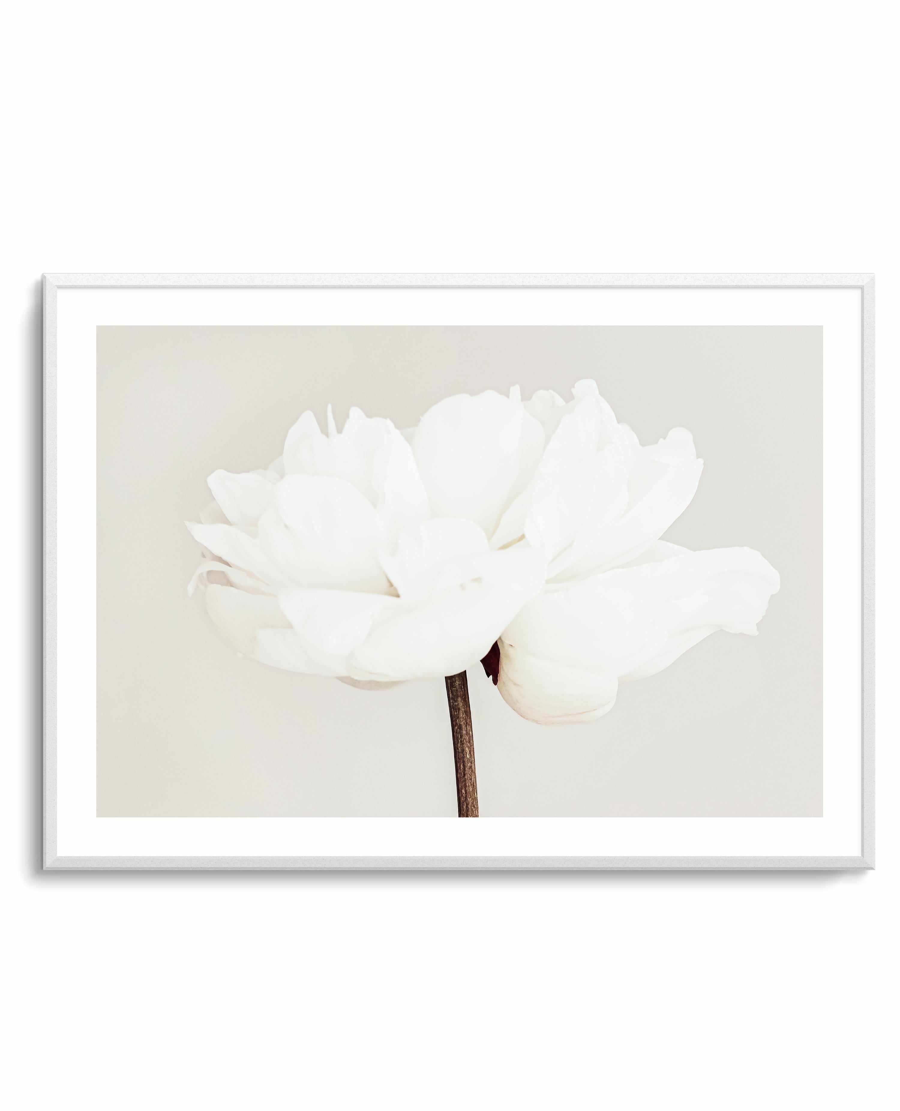 Peony XI By Studio III | Art Print