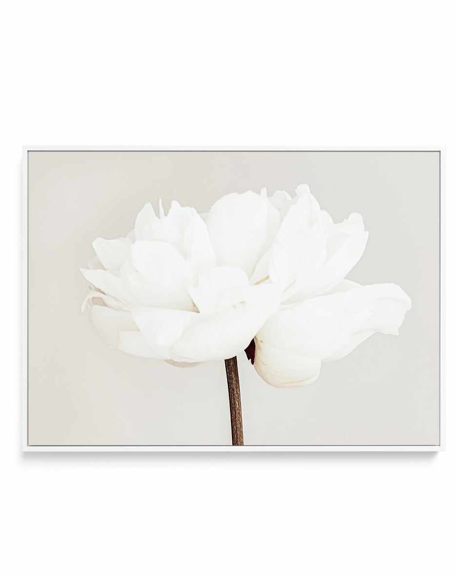 Peony XI By Studio III | Framed Canvas Art Print from Olive et Oriel where you can shop wallpaper and artworks online