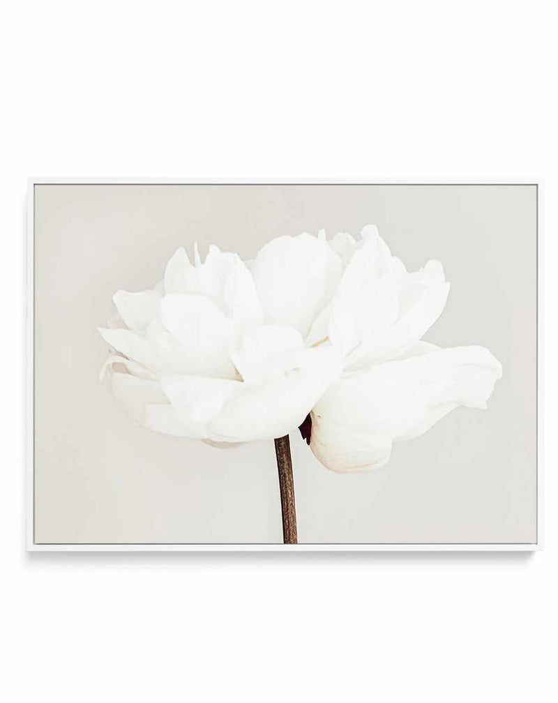 Peony XI By Studio III | Framed Canvas Art Print