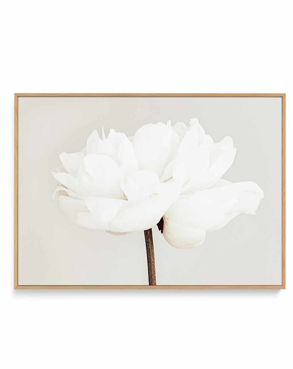 Peony XI By Studio III | Framed Canvas Art Print from Olive et Oriel where you can shop wallpaper and artworks online