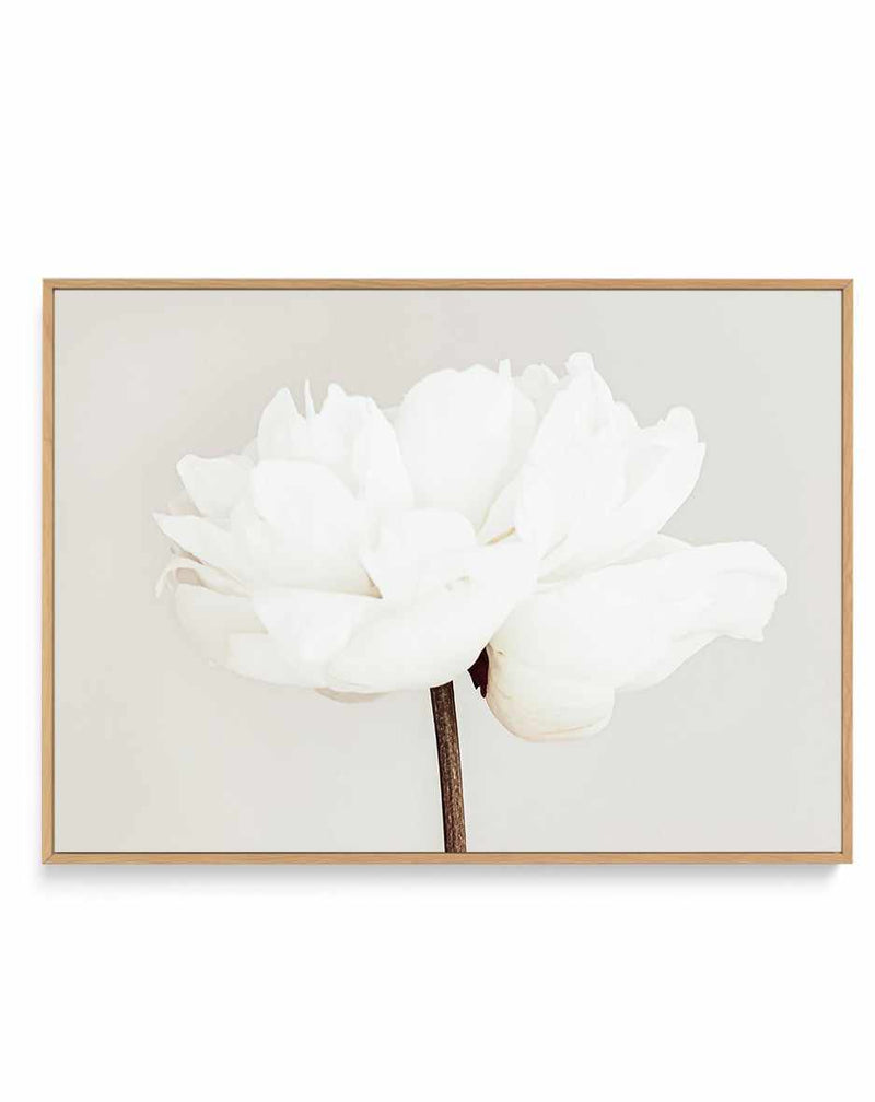 Peony XI By Studio III | Framed Canvas Art Print