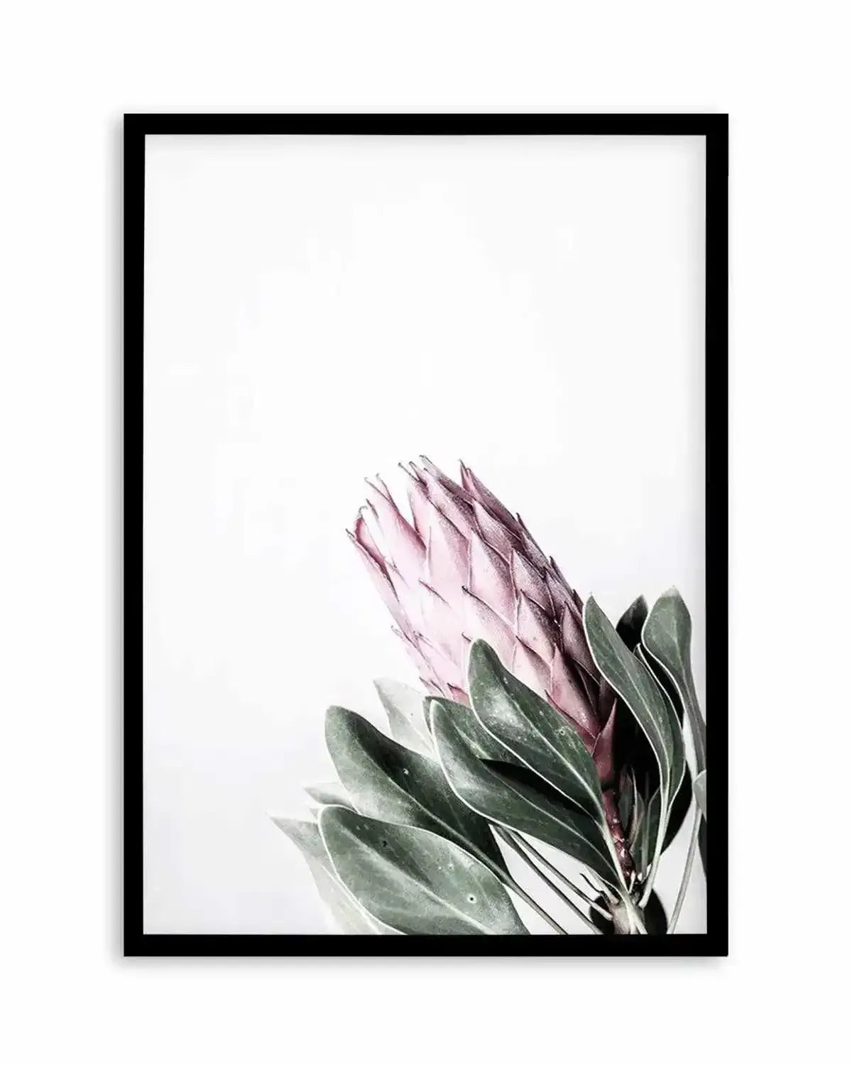 Petite Protea Art Print from Olive et Oriel where you can shop wallpaper and artworks online