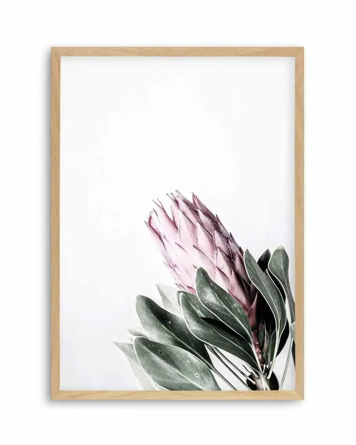 Petite Protea Art Print from Olive et Oriel where you can shop wallpaper and artworks online