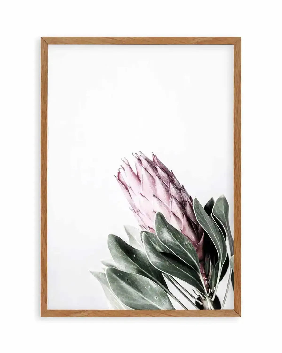 Petite Protea Art Print from Olive et Oriel where you can shop wallpaper and artworks online
