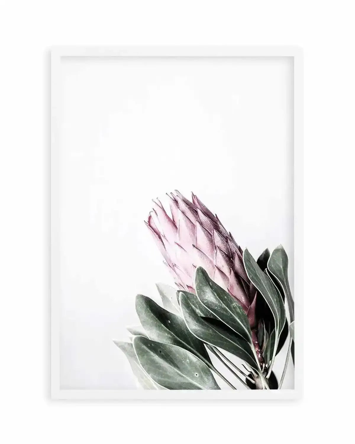 Petite Protea Art Print from Olive et Oriel where you can shop wallpaper and artworks online