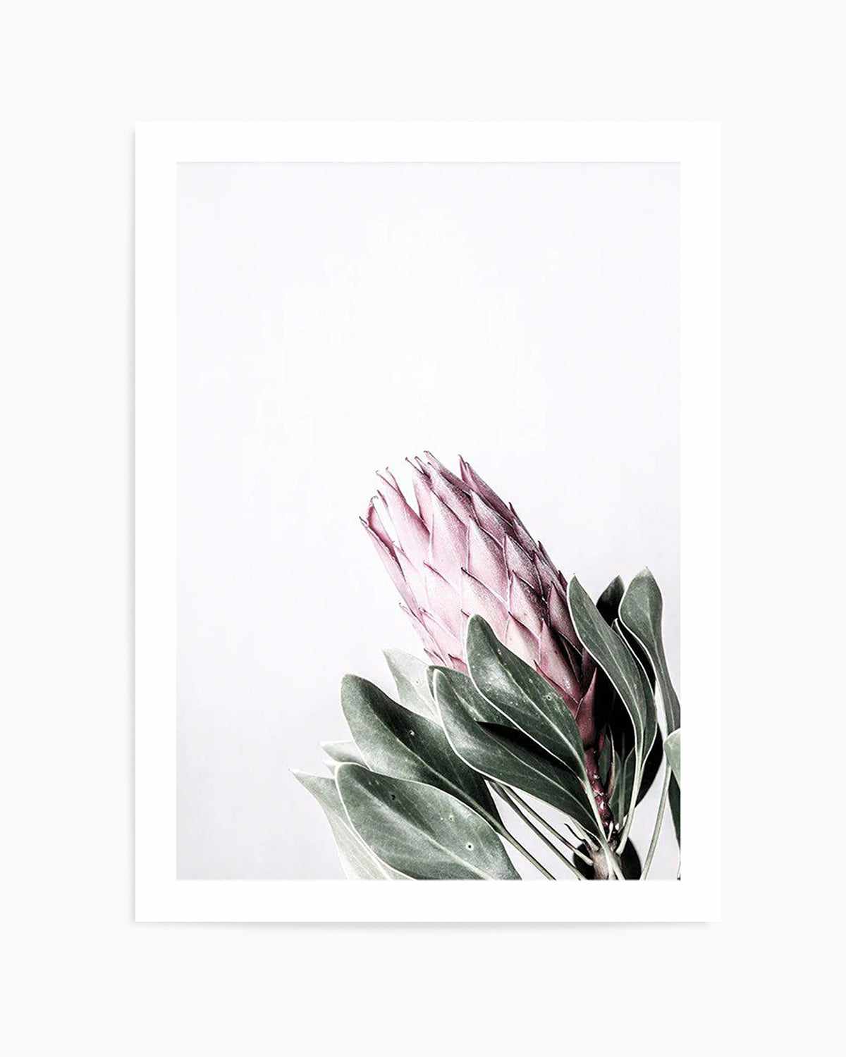 Petite Protea Art Print