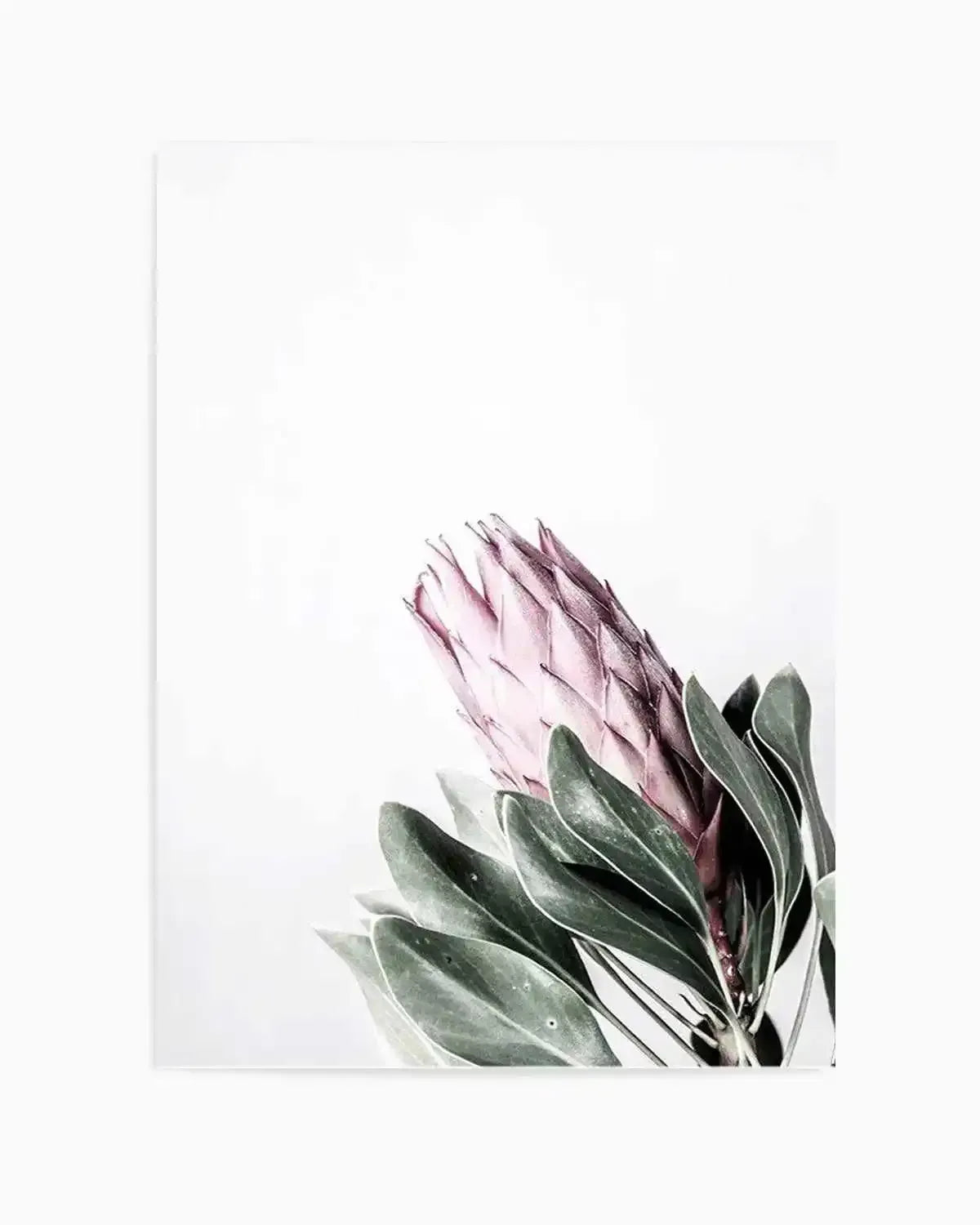 Petite Protea Art Print from Olive et Oriel where you can shop wallpaper and artworks online