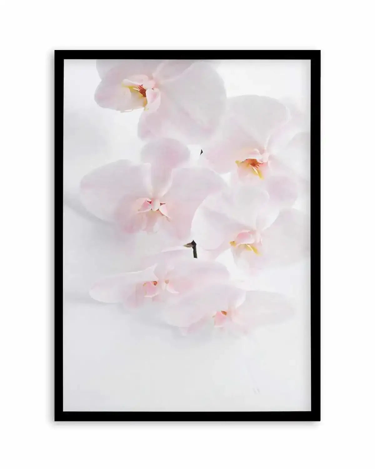 Phalaenopsis I Art Print from Olive et Oriel where you can shop wallpaper and artworks online
