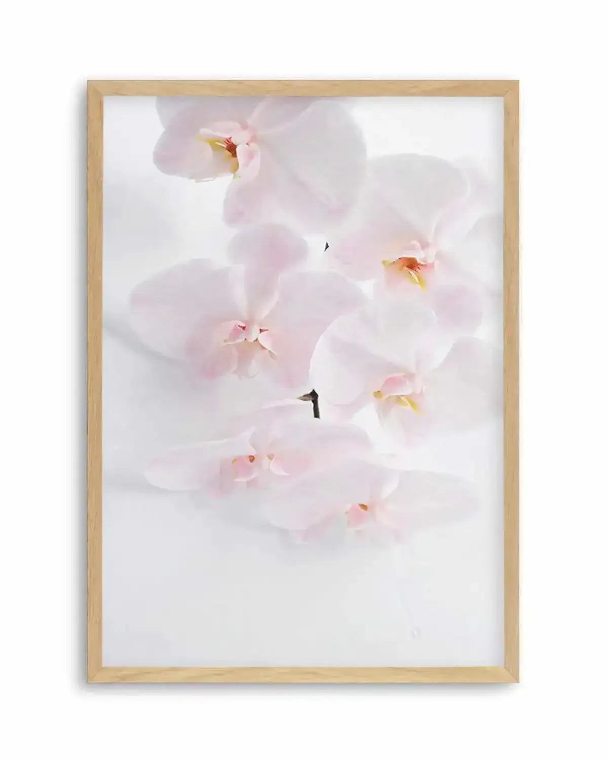 Phalaenopsis I Art Print from Olive et Oriel where you can shop wallpaper and artworks online