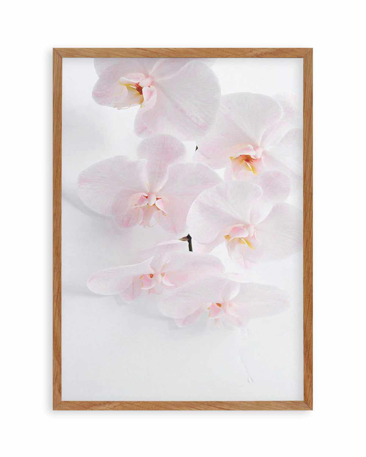 Phalaenopsis I Art Print