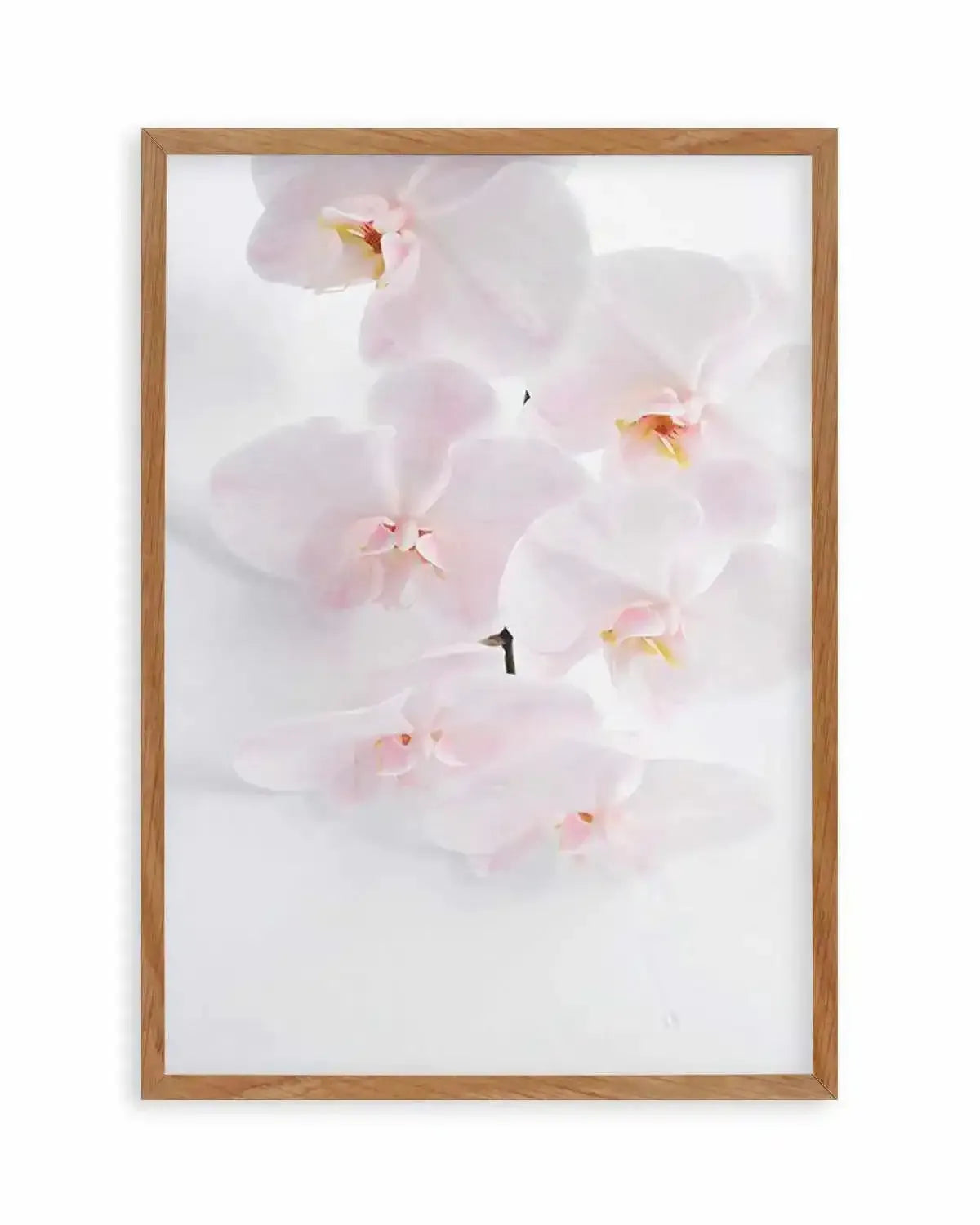 Phalaenopsis I Art Print from Olive et Oriel where you can shop wallpaper and artworks online