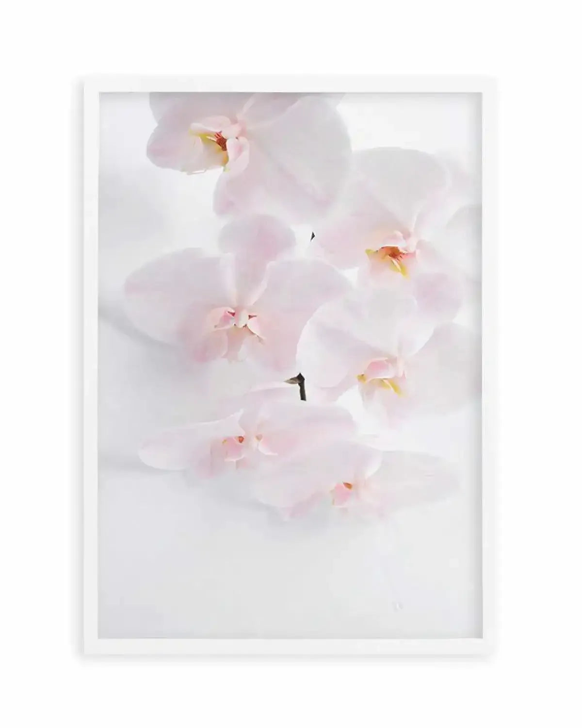 Phalaenopsis I Art Print from Olive et Oriel where you can shop wallpaper and artworks online
