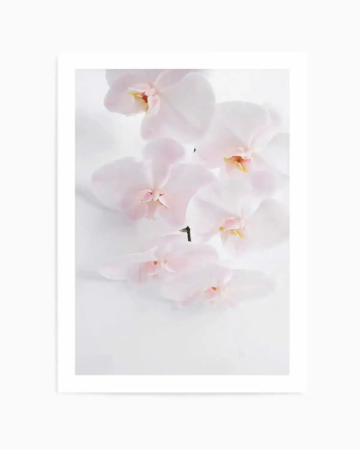 Phalaenopsis I Art Print from Olive et Oriel where you can shop wallpaper and artworks online