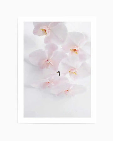 Phalaenopsis I Art Print from Olive et Oriel where you can shop wallpaper and artworks online