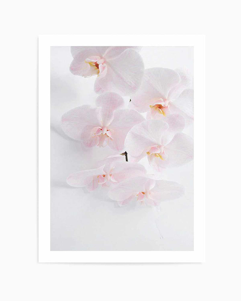 Phalaenopsis I Art Print