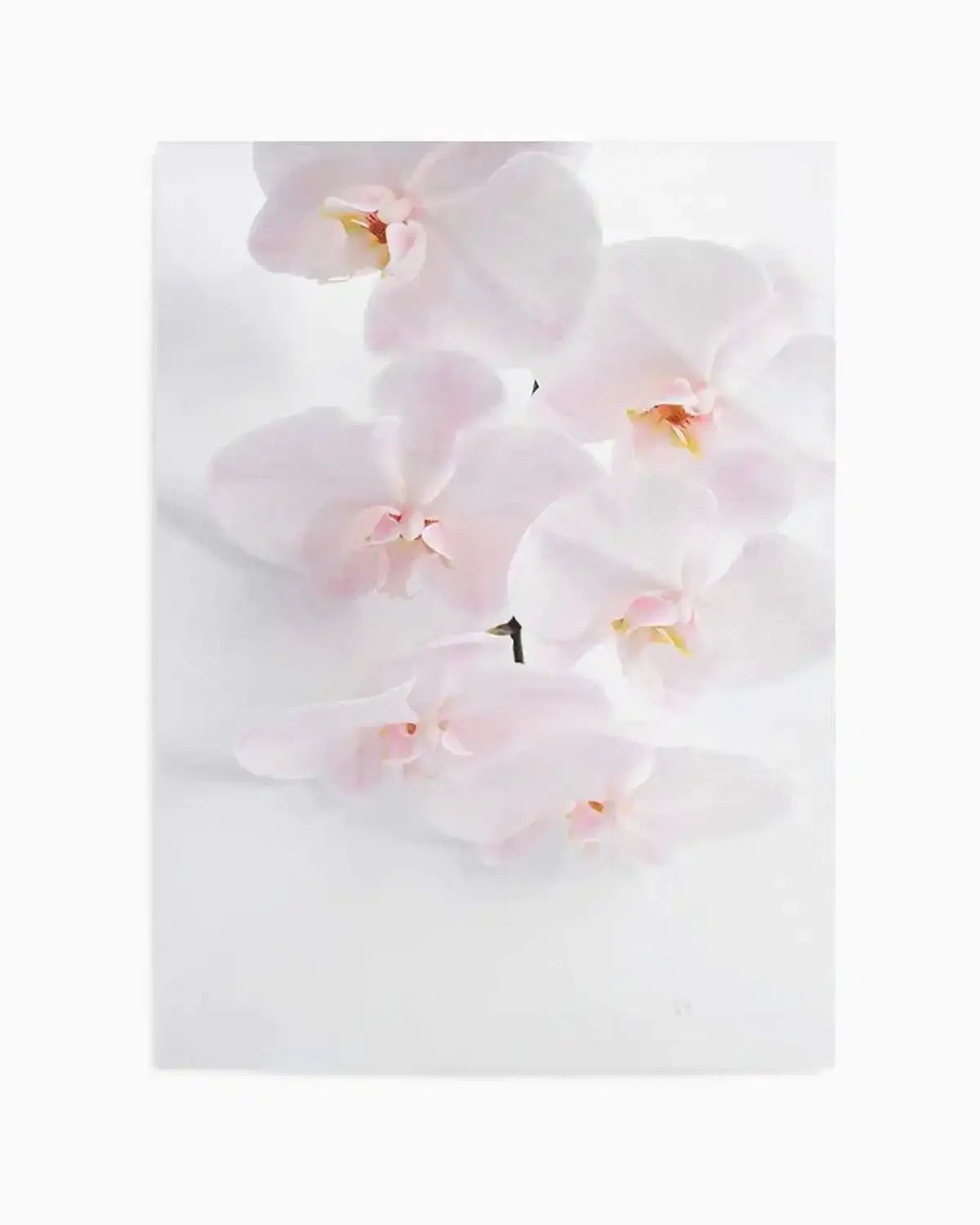 Phalaenopsis I Art Print from Olive et Oriel where you can shop wallpaper and artworks online