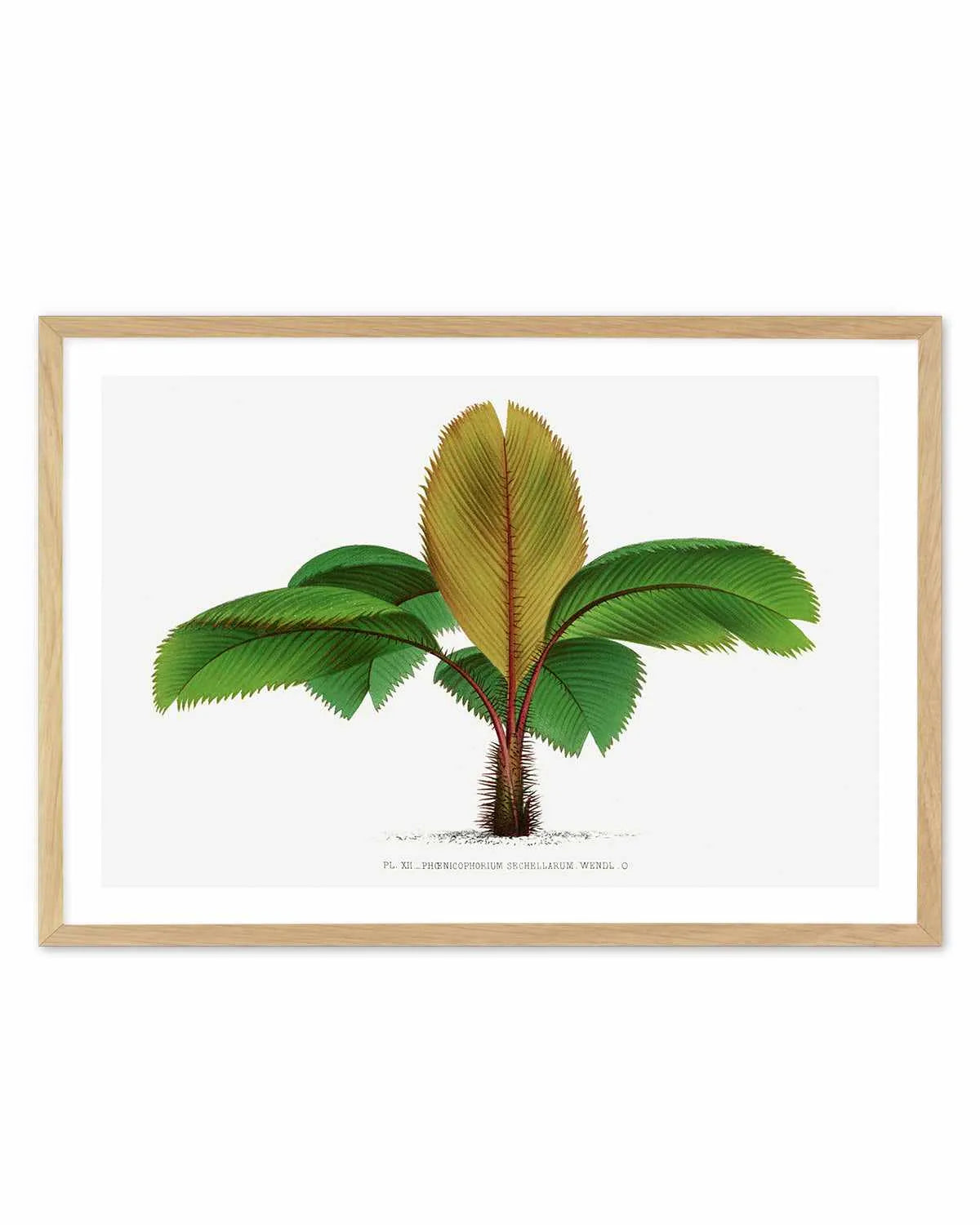 Phoenicophorium Sechellarum Vintage Palm Poster Art Print from Olive et Oriel where you can shop wallpaper and artworks online