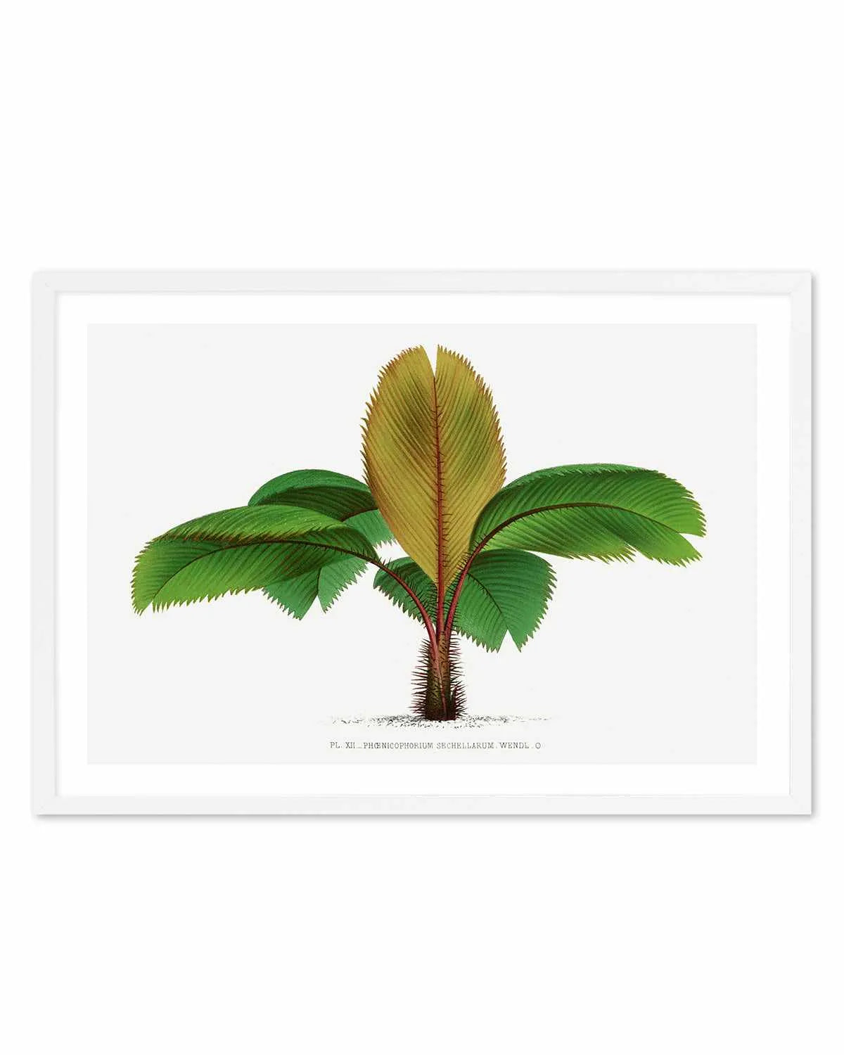 Phoenicophorium Sechellarum Vintage Palm Poster Art Print from Olive et Oriel where you can shop wallpaper and artworks online