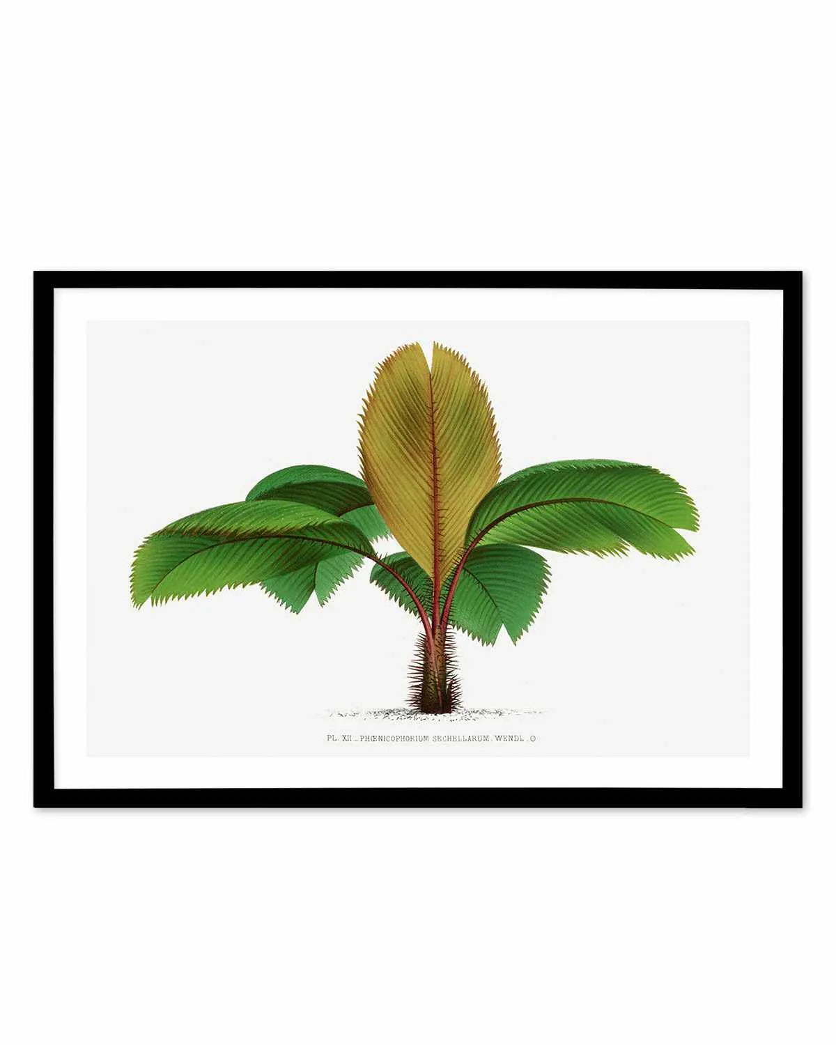 Phoenicophorium Sechellarum Vintage Palm Poster Art Print from Olive et Oriel where you can shop wallpaper and artworks online