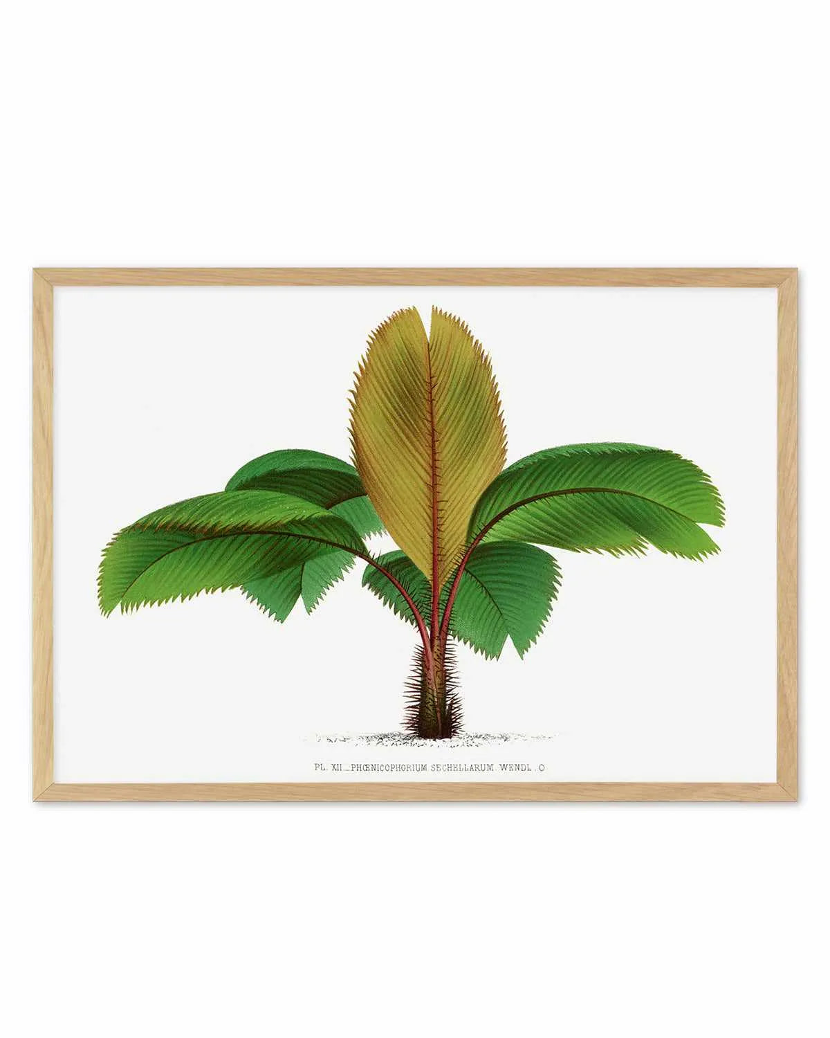 Phoenicophorium Sechellarum Vintage Palm Poster Art Print from Olive et Oriel where you can shop wallpaper and artworks online