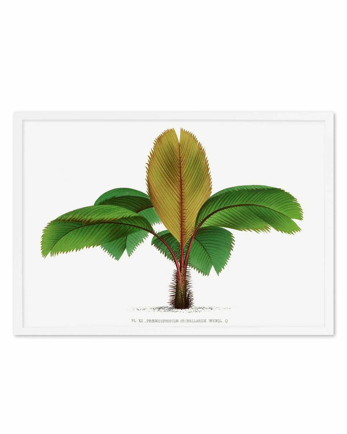 Phoenicophorium Sechellarum Vintage Palm Poster Art Print from Olive et Oriel where you can shop wallpaper and artworks online