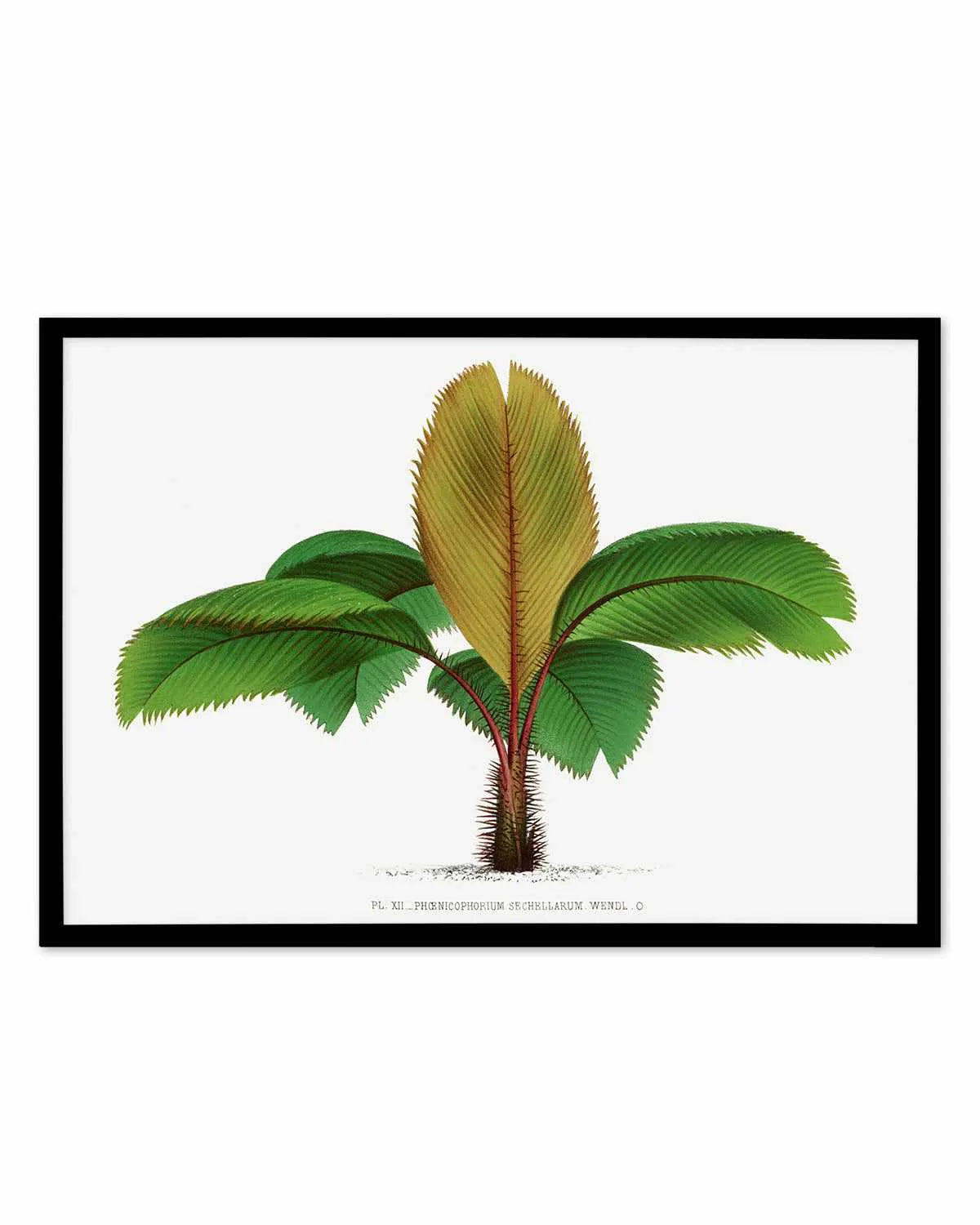 Phoenicophorium Sechellarum Vintage Palm Poster Art Print from Olive et Oriel where you can shop wallpaper and artworks online