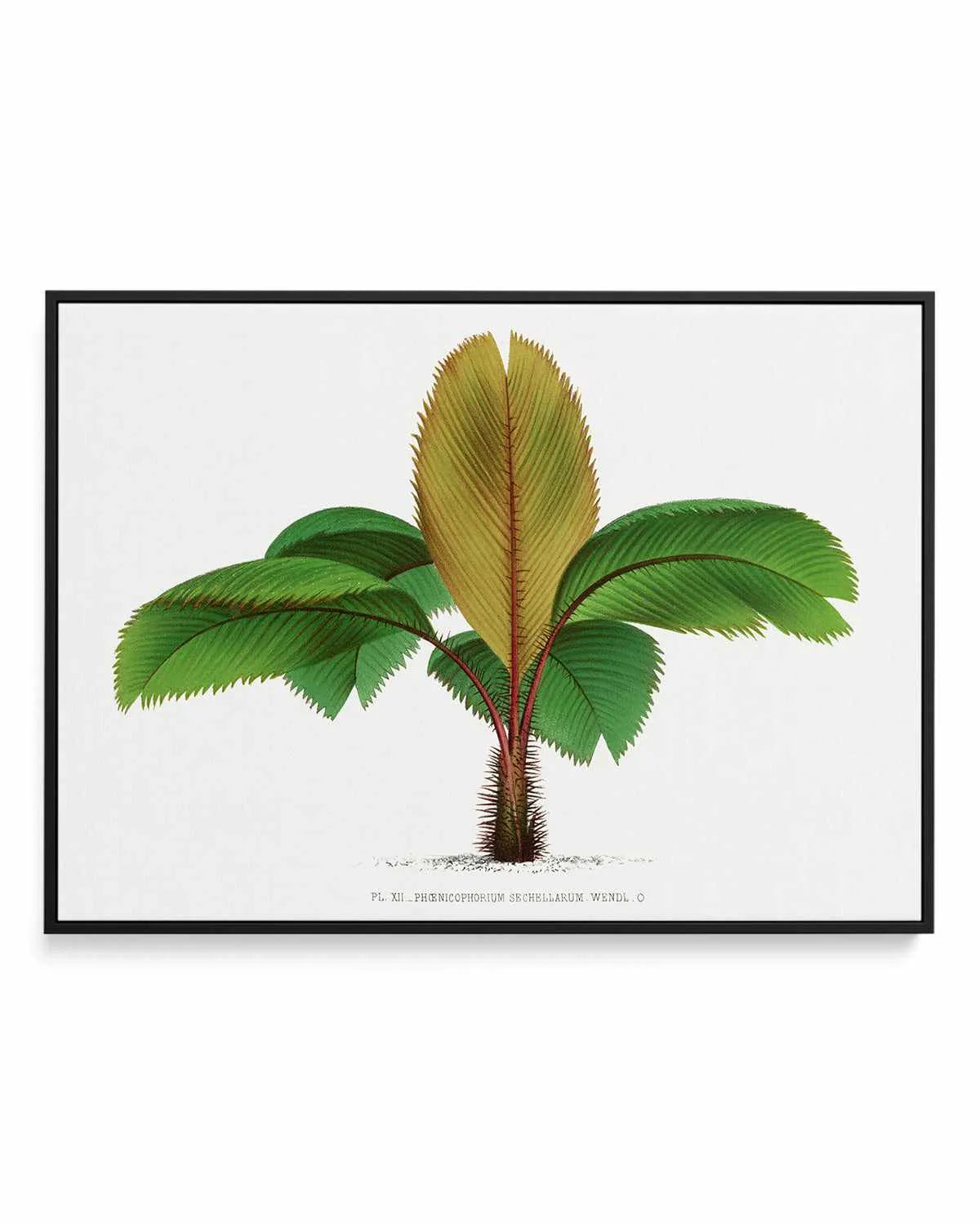 Phoenicophorium Sechellarum Vintage Palm Poster | Framed Canvas Art Print from Olive et Oriel where you can shop wallpaper and artworks online