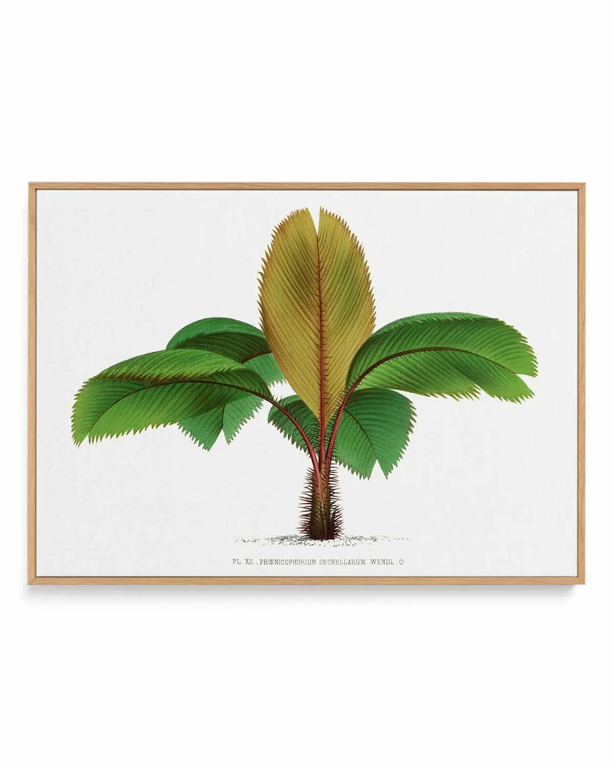 Phoenicophorium Sechellarum Vintage Palm Poster | Framed Canvas Art Print from Olive et Oriel where you can shop wallpaper and artworks online