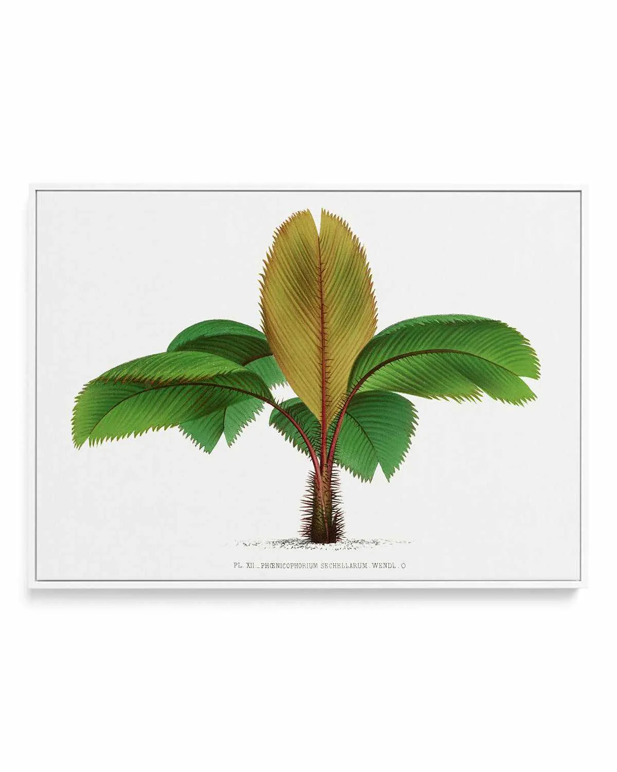 Phoenicophorium Sechellarum Vintage Palm Poster | Framed Canvas Art Print from Olive et Oriel where you can shop wallpaper and artworks online