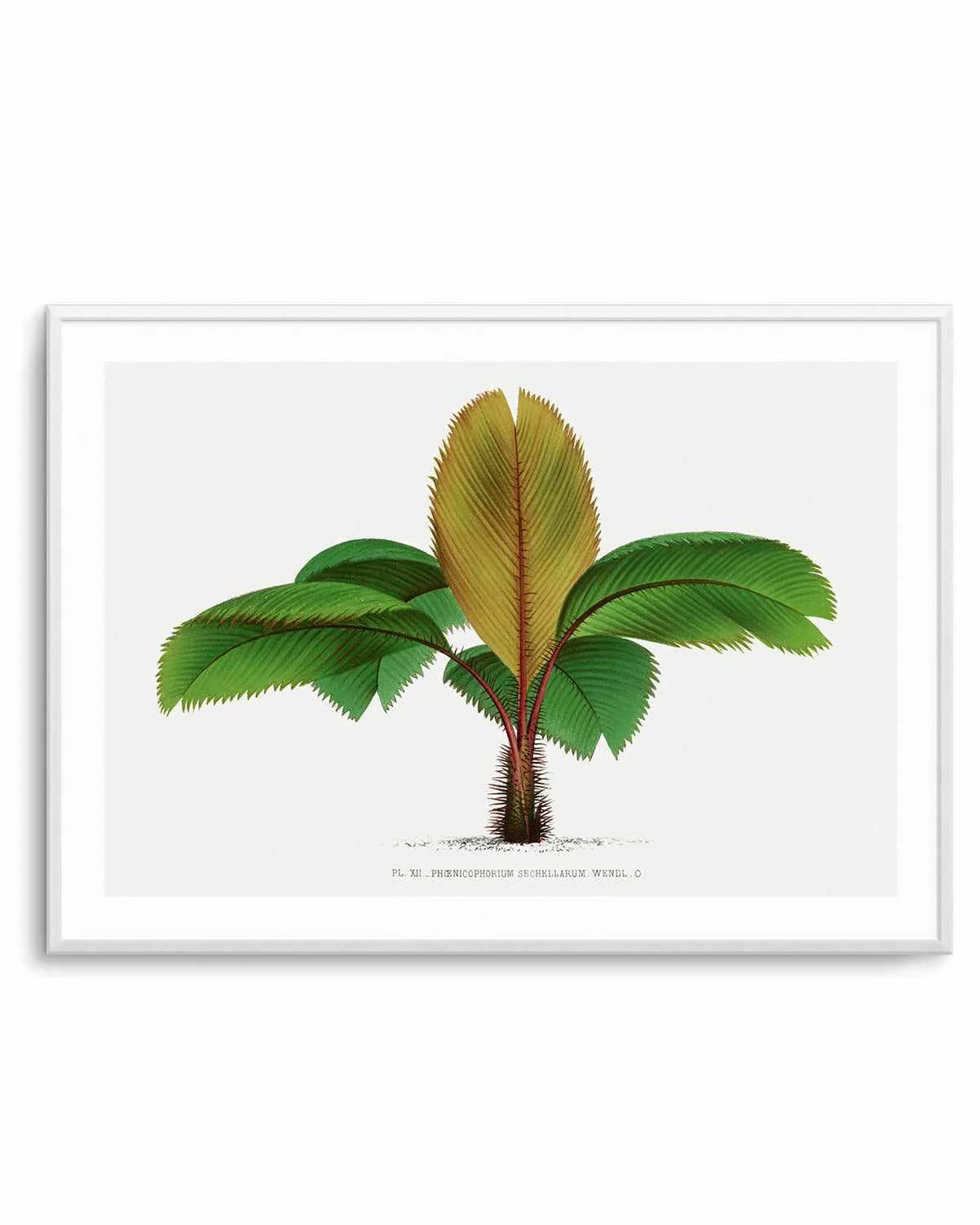 Phoenicophorium Sechellarum Vintage Palm Poster Art Print from Olive et Oriel where you can shop wallpaper and artworks online
