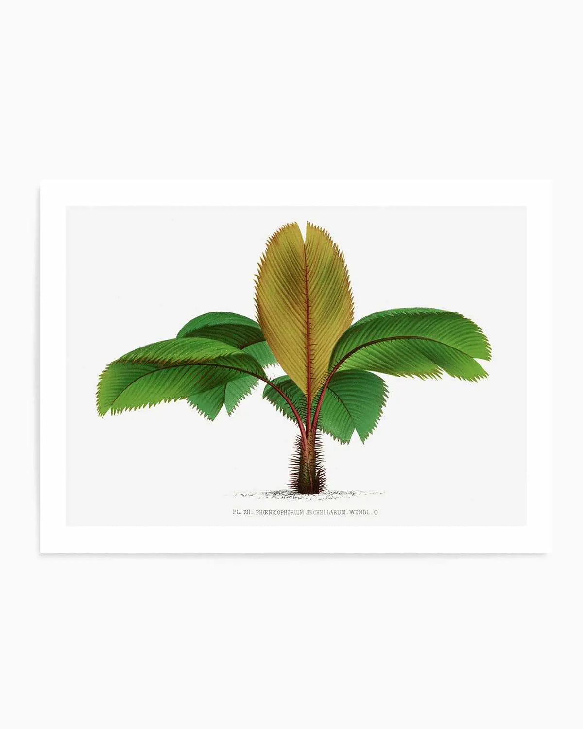 Phoenicophorium Sechellarum Vintage Palm Poster Art Print from Olive et Oriel where you can shop wallpaper and artworks online