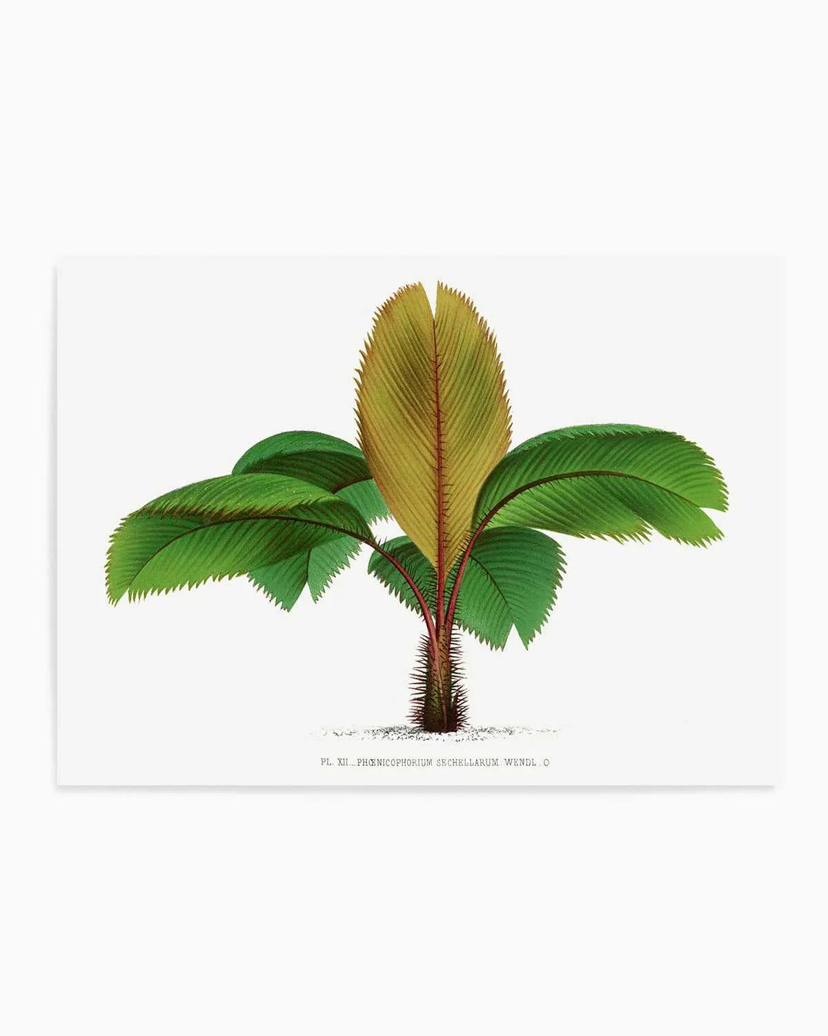 Phoenicophorium Sechellarum Vintage Palm Poster Art Print from Olive et Oriel where you can shop wallpaper and artworks online
