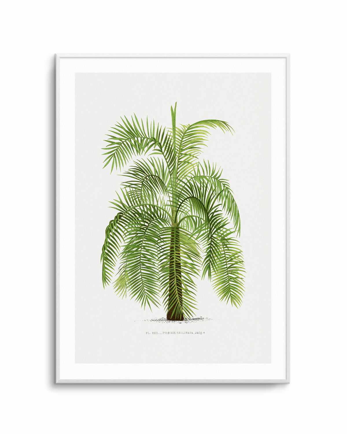 Phoenix Reclinata Vintage Palm Poster Art Print