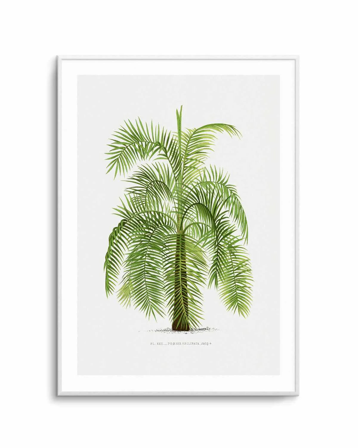 Phoenix Reclinata Vintage Palm Poster Art Print from Olive et Oriel where you can shop wallpaper and artworks online