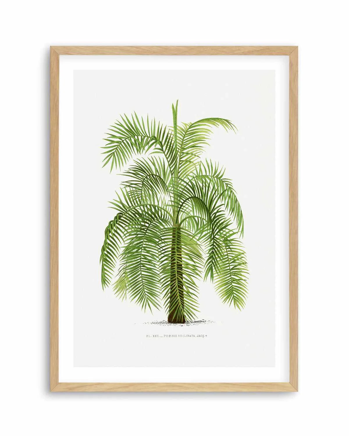Phoenix Reclinata Vintage Palm Poster Art Print from Olive et Oriel where you can shop wallpaper and artworks online