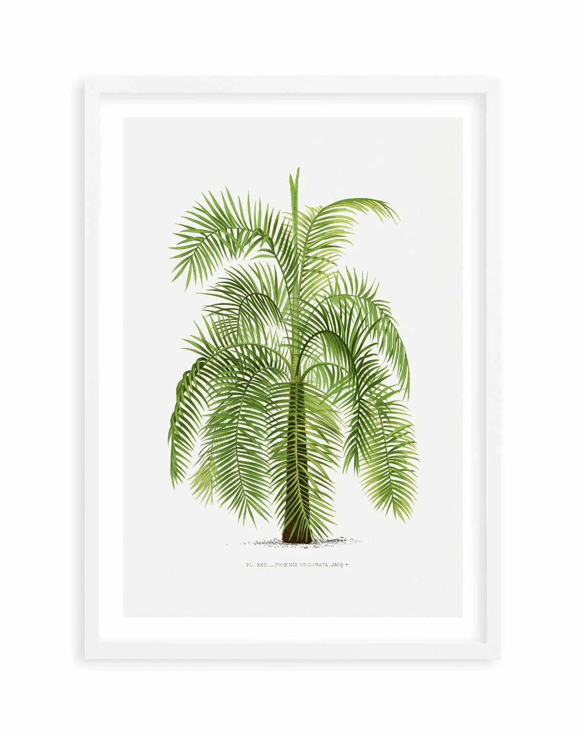 Phoenix Reclinata Vintage Palm Poster Art Print from Olive et Oriel where you can shop wallpaper and artworks online