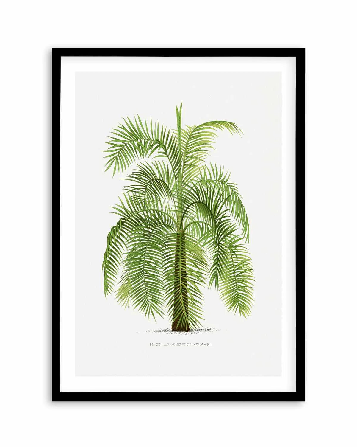 Phoenix Reclinata Vintage Palm Poster Art Print from Olive et Oriel where you can shop wallpaper and artworks online