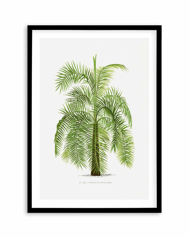 Phoenix Reclinata Vintage Palm Poster Art Print