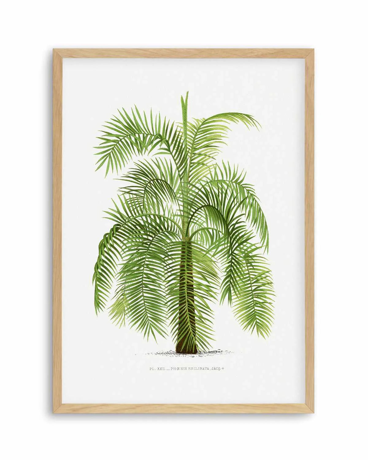 Phoenix Reclinata Vintage Palm Poster Art Print from Olive et Oriel where you can shop wallpaper and artworks online