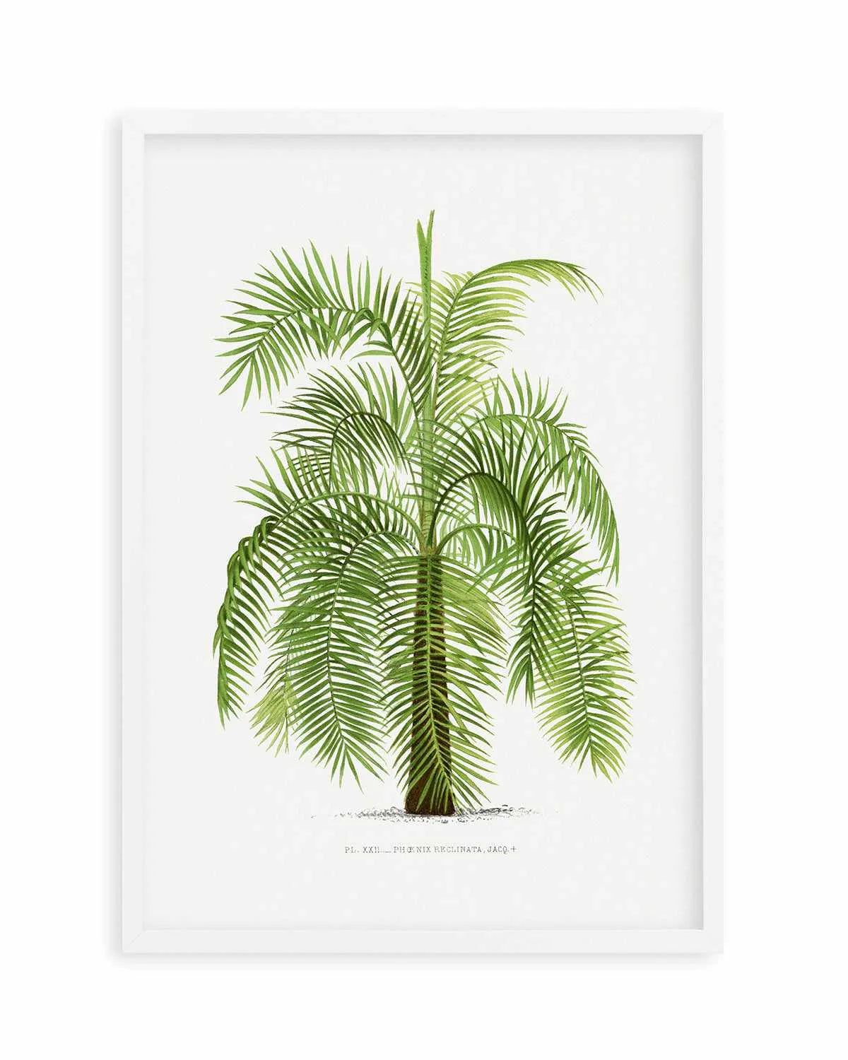Phoenix Reclinata Vintage Palm Poster Art Print from Olive et Oriel where you can shop wallpaper and artworks online