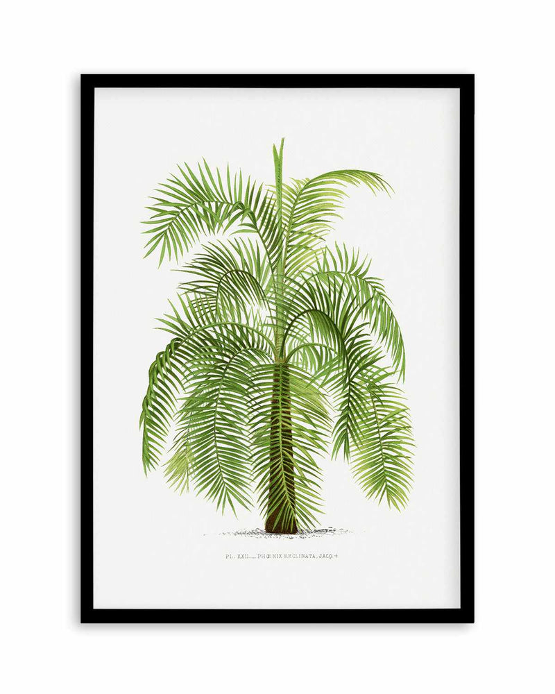 Phoenix Reclinata Vintage Palm Poster Art Print