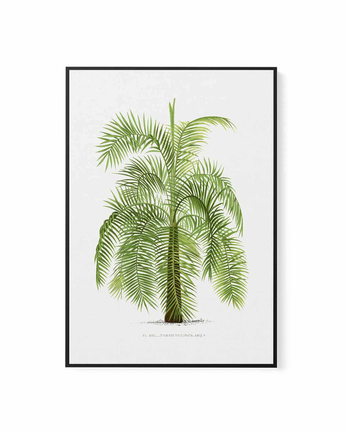 Phoenix Reclinata Vintage Palm Poster | Framed Canvas Art Print