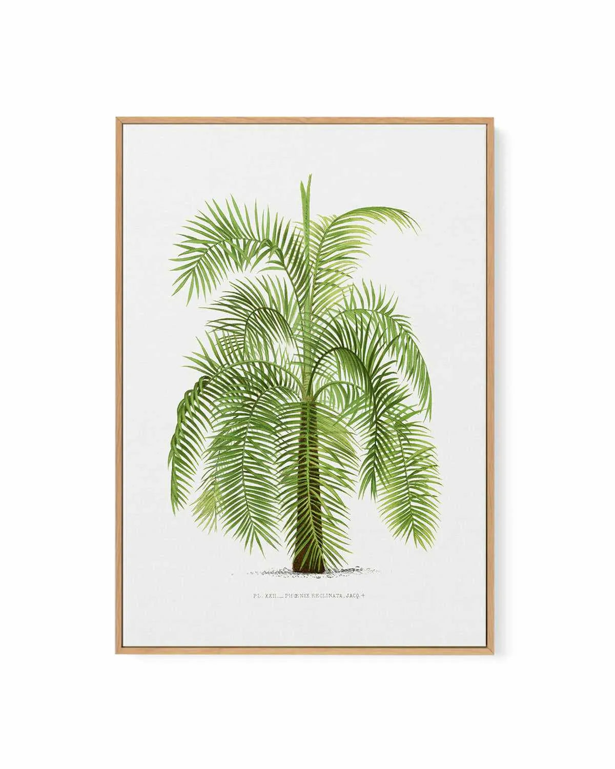 Phoenix Reclinata Vintage Palm Poster | Framed Canvas Art Print from Olive et Oriel where you can shop wallpaper and artworks online