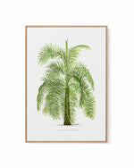 Phoenix Reclinata Vintage Palm Poster | Framed Canvas Art Print