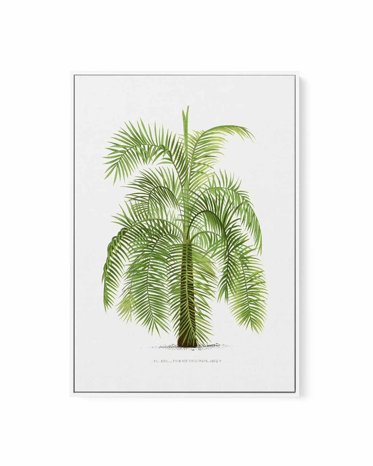 Phoenix Reclinata Vintage Palm Poster | Framed Canvas Art Print