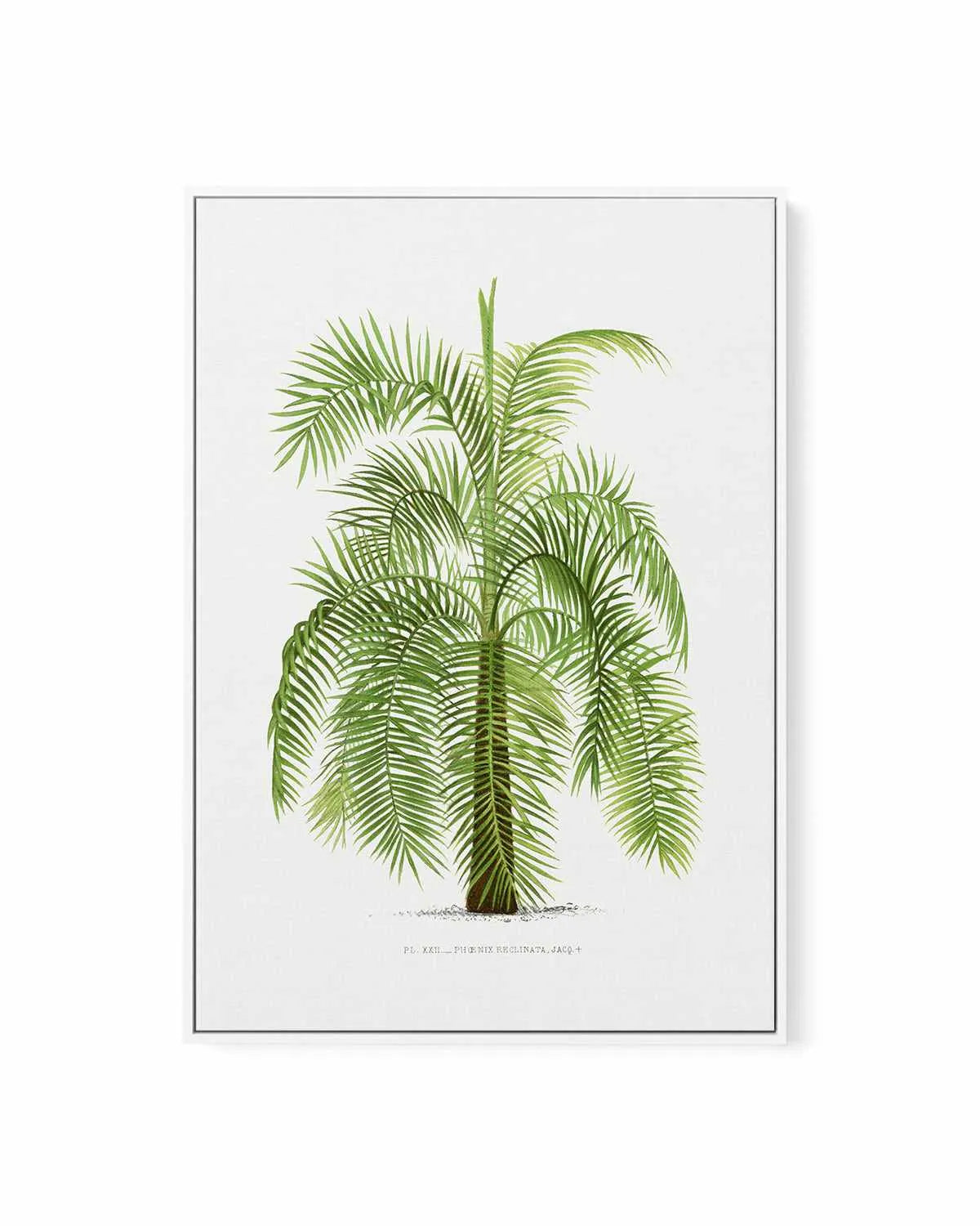 Phoenix Reclinata Vintage Palm Poster | Framed Canvas Art Print from Olive et Oriel where you can shop wallpaper and artworks online