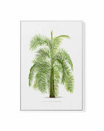 Phoenix Reclinata Vintage Palm Poster | Framed Canvas Art Print