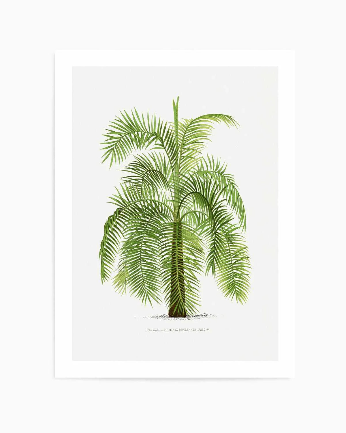 Phoenix Reclinata Vintage Palm Poster Art Print from Olive et Oriel where you can shop wallpaper and artworks online