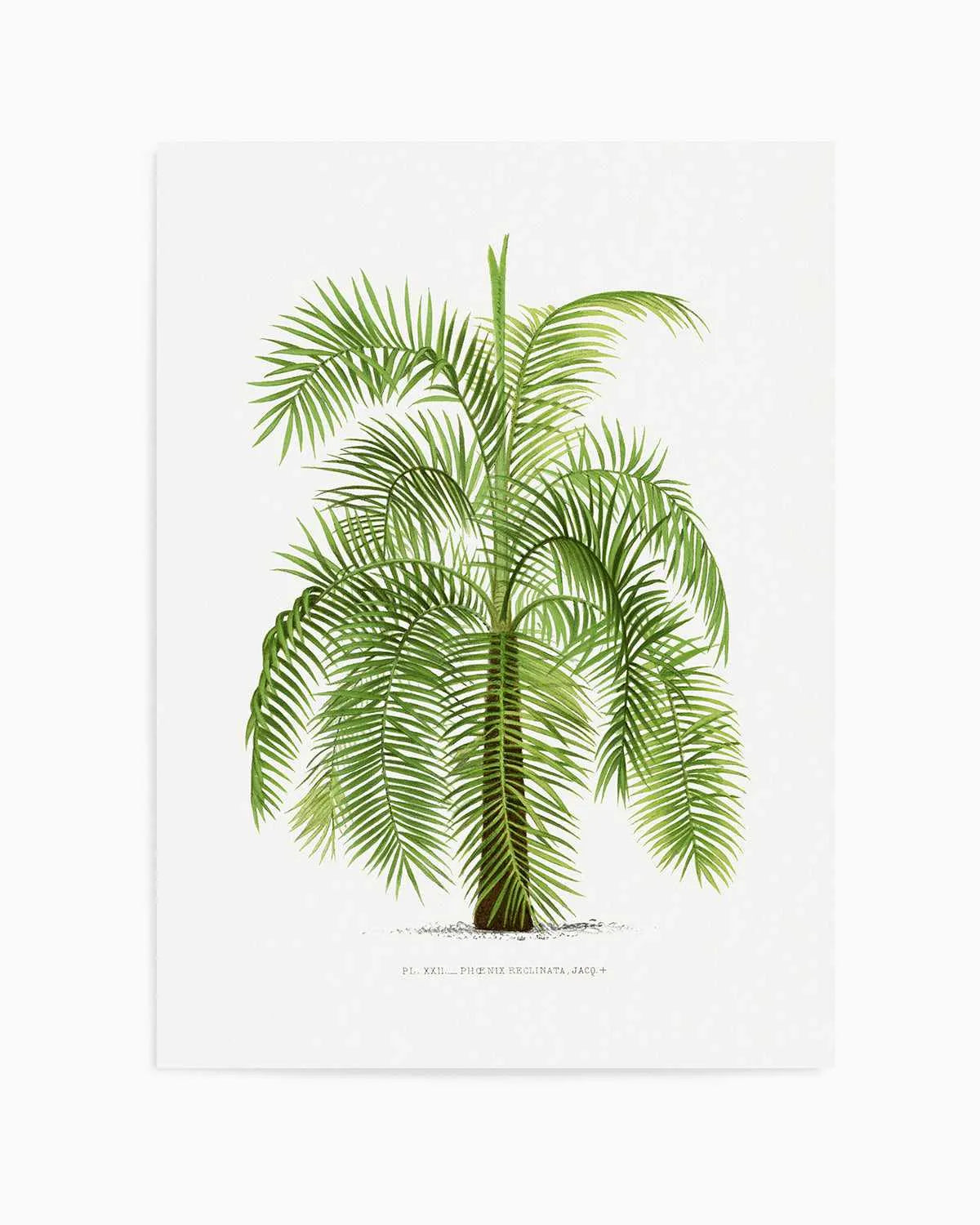 Phoenix Reclinata Vintage Palm Poster Art Print from Olive et Oriel where you can shop wallpaper and artworks online